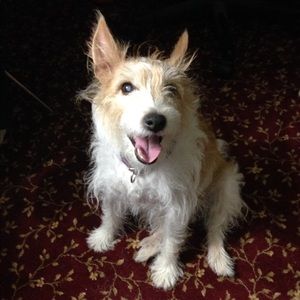 Meet your Posher, Peter